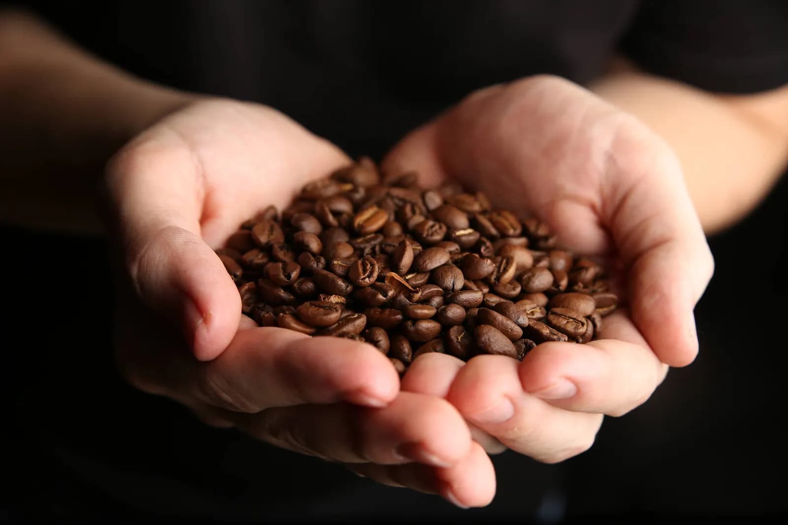 Zwei Hände halten eine Handvoll gerösteter Kaffeebohnen